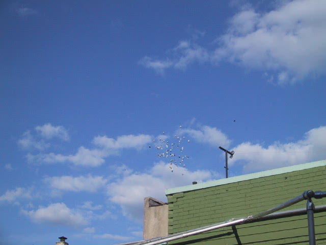 pigeons in williamsburg