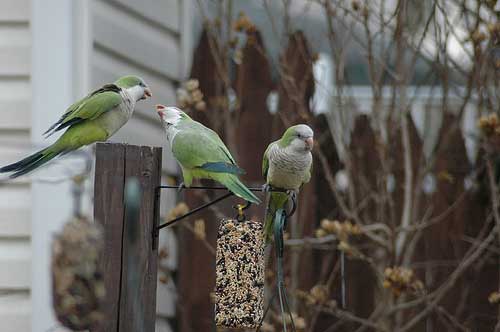 flickr-parrots-brooklyn.jpg