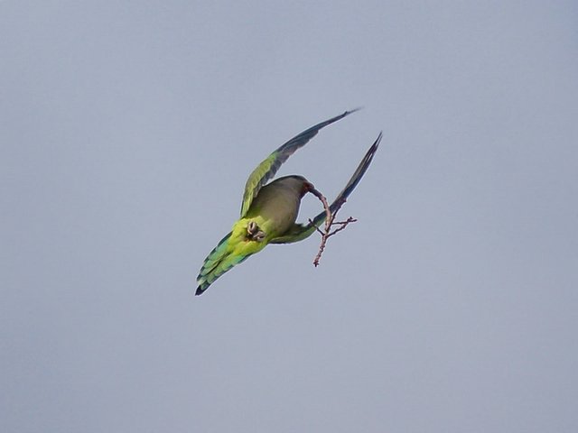flight_with_stick3-715817.jpg