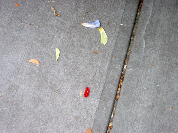 lost-gummy-bear.jpg