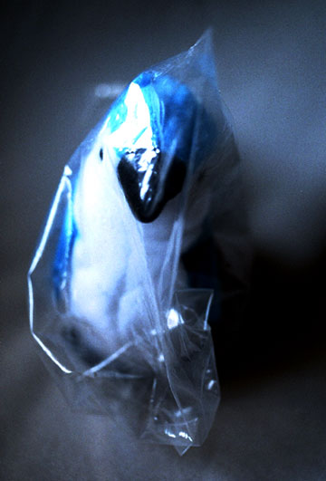 meredith-blue-bird.jpeg