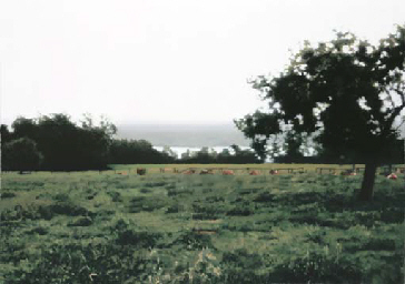 richter-laacher-wiese.jpg